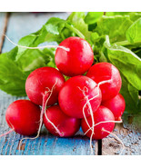 SML 20 Seeds Red Concord Grape Seeds Grow Grape Vines For Making Fruit D... - €16,10 EUR