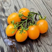 Heirloom Golden Koenigsberg Tomato Seeds (5 Pack) - Grow Your Own Gourmet Tomato - £5.61 GBP