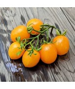 Heirloom Golden Koenigsberg Tomato Seeds (5 Pack) - Grow Your Own Gourme... - £5.58 GBP
