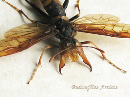 Eriotremex Formosanus Female XL Asian Horntail Wasp Framed Entomology Sh... - $198.99