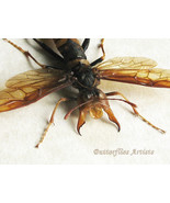 Eriotremex Formosanus Female XL Asian Horntail Wasp Framed Entomology Sh... - $272.16 CAD
