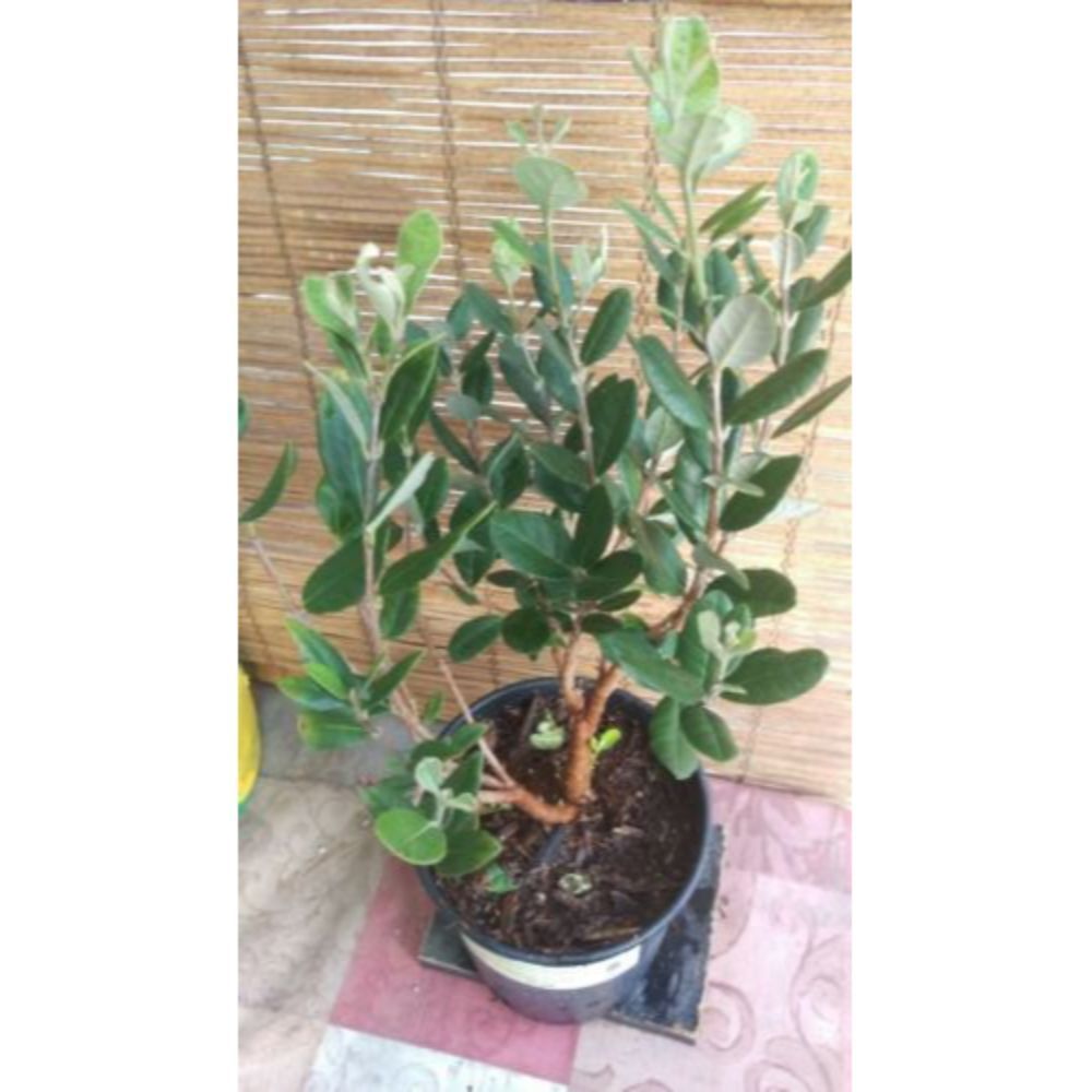 Pineapple Guava (Feijoa sellowiana 'Nazemetz') Tropical Fruit Trees 