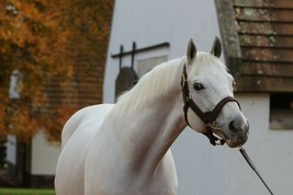 COLOR PHOTO - Stallion- Gainesway Farm- LEADING SIRE TAPIT  side headshot - £6.41 GBP+