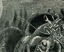 Hermit Crabs 1800s Nat History Wood Engraving Plate - £22.03 GBP