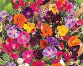Colorful Climbers Mix New 7 Species Of Wildflowers Trellis Fence Wall 25... - $163.09 MXN