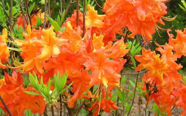 Frontier Gold Aromi Azalea Rhododendron Hybrid Well Rooted Plant May Be Dormant