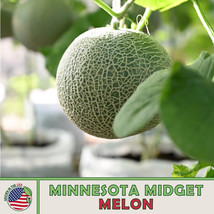 Fresh 25 Minnesota Midget Cantaloupe Seeds Fast Shipping - $4.88