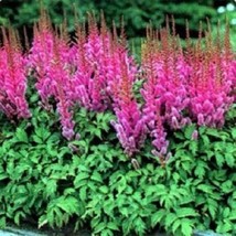 New Fresh Seeds Lilac Rose Astilbe Perennial Flower Seeds - $27.28