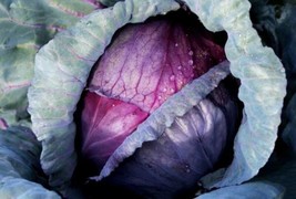 SGHOST 50 Red Acre Cabbage Seeds Organic Vegetable Heirloom Non Gmo Easy Garden  - $8.62