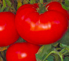 BStore Delicious Tomato Seeds 45 Seeds Non-Gmo - £5.95 GBP
