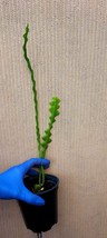 Epiphyllum Anguliger, Ric Rac Cactus, Zig Zag Cactus, Fishbone Cactus, M... - $298.21 MXN