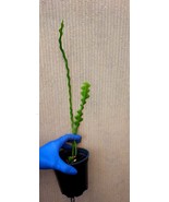 Epiphyllum Anguliger, Ric Rac Cactus, Zig Zag Cactus, Fishbone Cactus, M... - $294.92 MXN