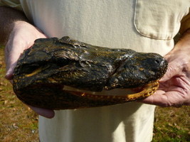(G-Def-13) 8-5/8&quot; Long Deformed Gator Alligator Aligator Head Teeth Taxidermy - £134.95 GBP