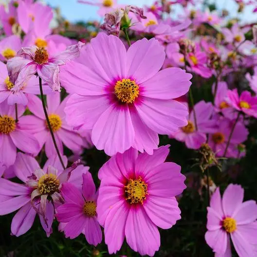 Fresh Cosmos Radiance Heirloom Mother Nature&#39;S Seeds Pink Flowers Non-Gmo 100 Se - £8.58 GBP