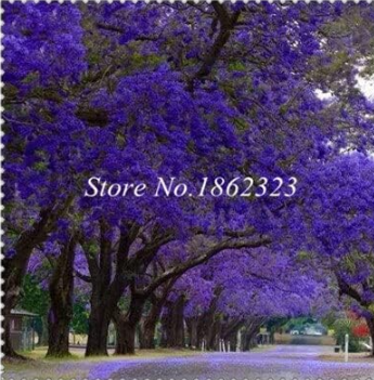 Rare Jacaranda Mimosifolia Seeds Outdoor Jacaranda Flower Color: 1 - $20.99