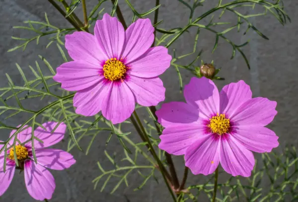 Top Seller 300 Dwarf Pink Cosmos Cosmos Bipinnatus Flower Seeds - £11.48 GBP