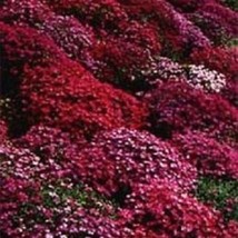 50 Red Aubrieta Rock Cress Perennial Flower Seeds Gardening USA SHIPPING - £10.73 GBP