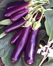 Eggplant , Long Purple Eggplant seeds, Heirloom, Organic, Non Gmo, 25 seeds, Gar - £1.56 GBP