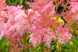 Sale 10 Seeds Queen Of The Prairie Pink Meadowsweet Filipendula Rubra Flower  US - £9.96 GBP