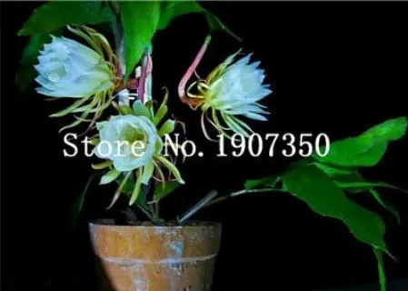 fresh 100 Pcs Epi phyllum Anguliger Fishbone Succulent Zig Zag Cactus Ha... - $8.18