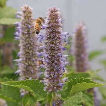 Hyssop Agastache Mix Perennial Hummingbird Bees Non Gmo 500 Seeds - £8.37 GBP