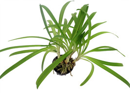 4&quot; Pot - Blue African Lily of the Nile Plant - Agapanthus - £36.96 GBP