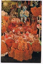 Florida Postcard Tarpon Springs Sea Horse Curio Shop Corals - $2.15