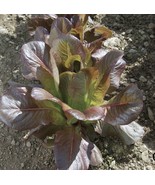 400 Rouge D&#39;Hiver Romaine Seeds, Vegetables Plant Outdoor Plant Organic ... - $10.99