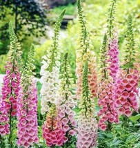 Grow In US 2000 Digitalis Foxglove Mixed Color Seeds  - £6.51 GBP