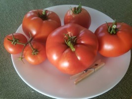 Heinz Processor Tomato (30 Seeds) For 2023 USA Seller Garden Fresh - $6.50