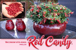 Lingonberry Red Candy - Potted Plants -Delicious Berries- Landscape or C... - $445.06 MXN+