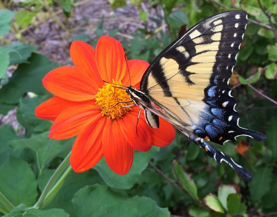 HSeeds 40+ Seeds Mexican Sunflower / Tithonia -Organic Crop Of 2023 /  - $2.50