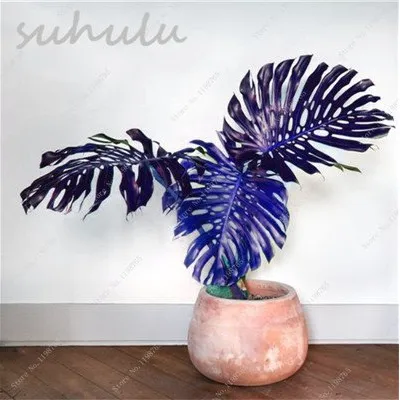 Monstera Potted Plant Seed Turtle Leaves Perennial Flowers Garden Bonsai... - €7,86 EUR