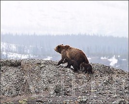 Photograph of Bears 8X10 New Fine Art Color Print Photo Picture Nature A... - $7.95