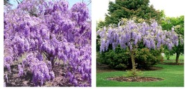 Beautiful Plant Purple Wisteria Yard, Garden &amp; Outdoor Living - £32.38 GBP