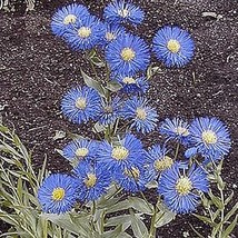 2000 Fleabane Daisy Native Wildflower Flower Seeds - $7.99