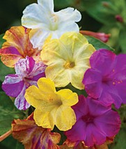 25 Mixed Four Oclock Flowers Seeds 4 Oclock Seeds Flower Perennial US Fa... - €7,68 EUR