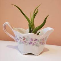 Airplant in Upcycled Vintage Creamer, Cottagecore Planter, Air Plant Holder image 5