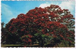 Bermuda Postcard The Royal Poinciana Tree - £2.21 GBP