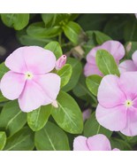 100+ Dwarf Pink Periwinkle Seeds | Fast-Growing, Deer-Resistant Ground C... - $11.99