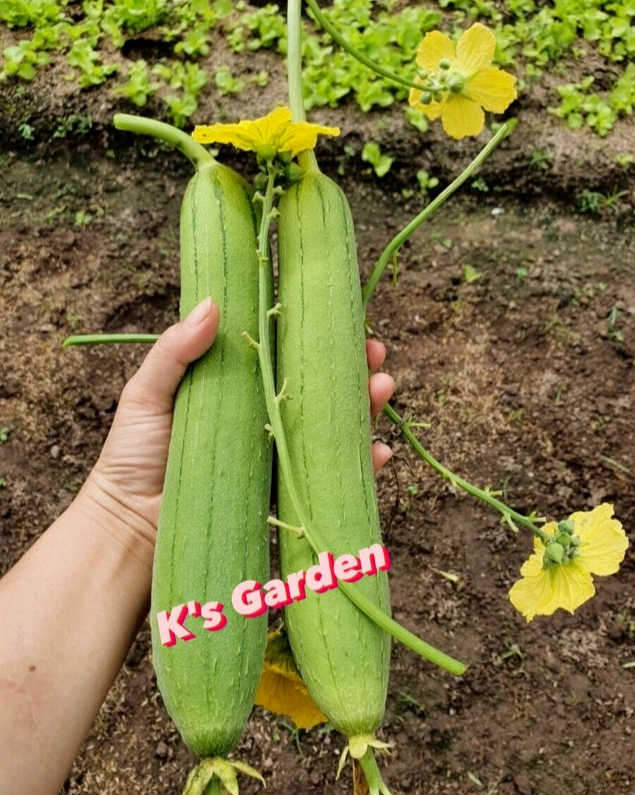 5 PCS - ASIAN EDIBLE LUFFA, SMOOTH SPONGE GOURD SEEDS, H?T M??P H??NG - $6.59