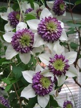 25 White Purple Clematis Large Bloom Climbing Garden Flower Perennial Seeds  - $18.99