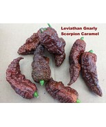 SEEDS- Super Hot Peppers  Trinidad Scorpion  Butch T 1.4 Million Scolvil... - €4,87 EUR+