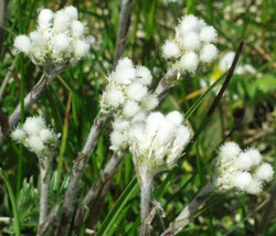 Sale 150 Seeds White Pussytoes Cats Paws Antennaria Flower USA - $9.90