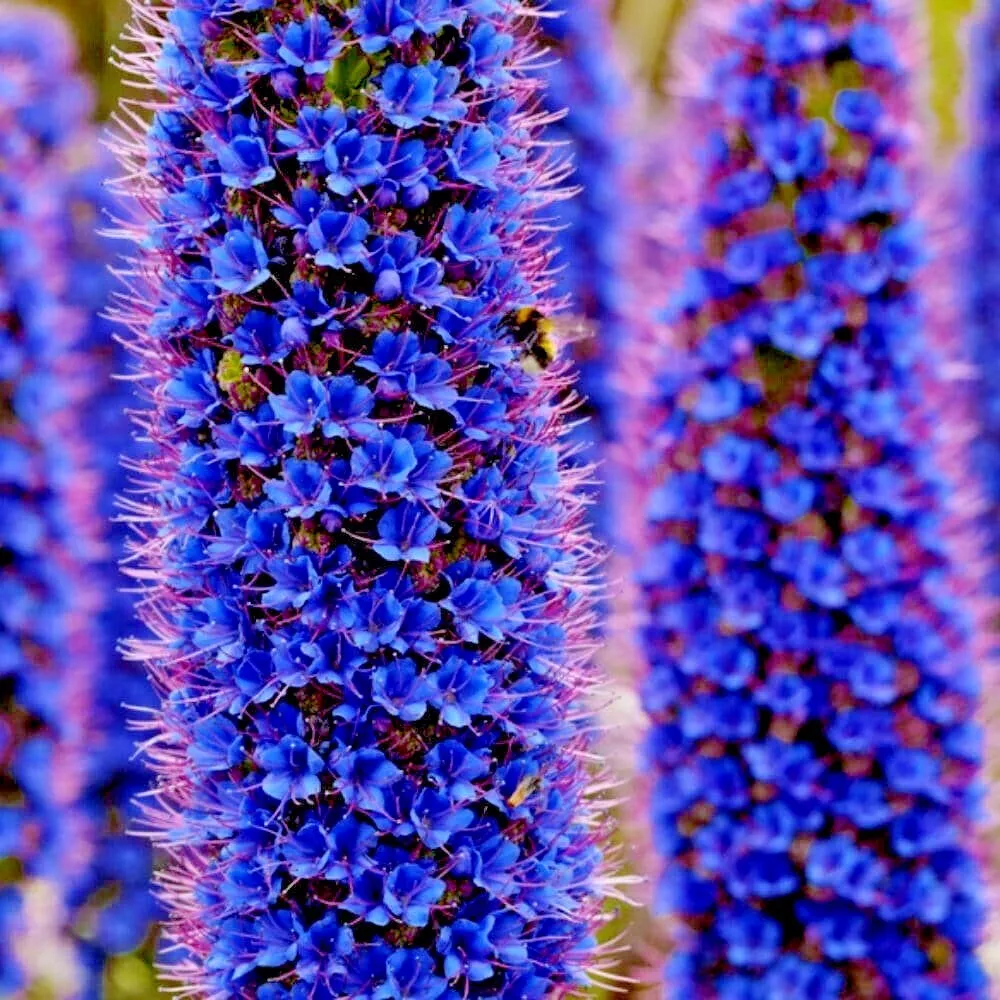 PRIDE OF MADEIRA Flower Seeds Echium fastuosum Blue Tower of Jewels Garden Plant - £17.00 GBP