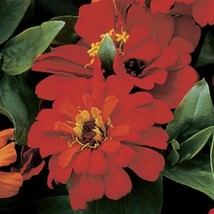 US Seller Zinnia Seeds Zinnia Short Stuff Deep Red 25 Flower Seeds Fast Shipping - $26.00