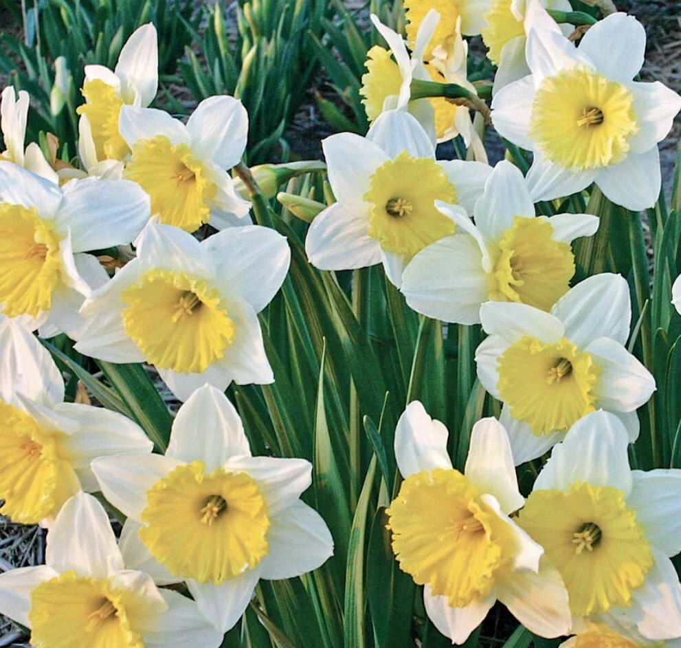  Share Narcissus ICE FOLLIES WHITE &amp; YELLOW TRUMPET DAFFODIL 5 Flower Plant - $27.00