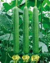 Time-Honored Greens: Thorny Cucumber, 1 Bags ( approx 60 seeds / bag) D - £9.85 GBP