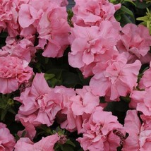 New Fresh Seeds Petunia Seeds Double Madness Pink Satin 50 Seeds USA Seller - £21.75 GBP