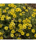 Chocolate (Berlandiera Lyrata) Daisy Seeds for Garden 200 Seeds Fast Shi... - $12.77